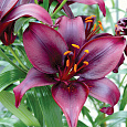 Лилия азиатская Мапира