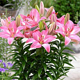 Лилия азиатская Розалин