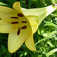Лилия лонгифлорум Делиана Лилия лонгифлорум Делиана