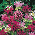Монарда двойчатая Панорама Микс