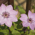 Клематис крупноцветковый Моника