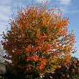 Клен каппадокийский Rubrum