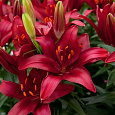 Лилия азиатская горшечная Тайни Рокет