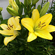 Лилия Yellow County Лилия Yellow County