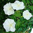 Ипомея лунноцветущая Белая