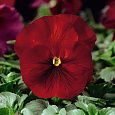 Виола крупноцветковая Дельта Пьюр Ред