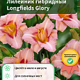 Лилейник гибридный Longfields Glory Лилейник гибридный Longfields Glory