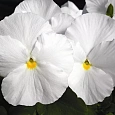 Виола крупноцветковая Инспайер Делюкс Вайт