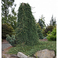 Ель обыкновенная Фрохбург