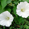 Ипомея лунноцветущая Белая