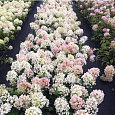 Гортензия метельчатая Литтл Блоссом