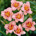 Лилейник гибридный Longfields Glory Лилейник гибридный Longfields Glory