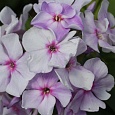 Флокс Метельчатый Седая Нева Флокс Метельчатый Седая Нева