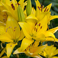 Лилия Yellow County Лилия Yellow County