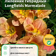 Лилейник гибридный Longfields Marmalade Лилейник гибридный Longfields Marmalade