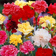 Гвоздика Гренадин Смесь окрасок