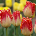 Тюльпан бахромчатый Реал Тайм