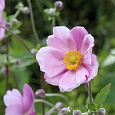 Анемона (Ветреница) японская Mont Rose