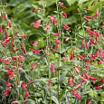 Пенстемон бородатый Твизл Скарлет