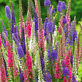 Вероника колосистая Смесь окрасок
