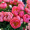 Пион травянистый Корал Сансет Пион травянистый Корал Сансет