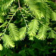 Метасеквойя глиптостробусовая