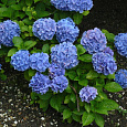 Гортензия крупнолистовая Блау Цверг