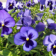 Виола крупноцветковая Селло Блю виз Блотч