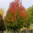 Клен красный Armstrong