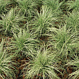 Осока Амазон Мист