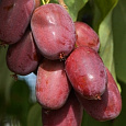 Актинидия аргута Пурпурна Садовая (женский)