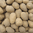 Картофель семенной Удача Картофель семенной Удача