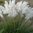 Кортадерия Селло White Plume Кортадерия Селло White Plume