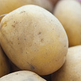 Картофель семенной Метеор Картофель семенной Метеор