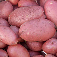 Картофель семенной Ред Скарлет Картофель семенной Ред Скарлет