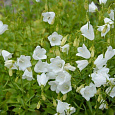 Колокольчик (Кампанула) Ложечницелистный Bavaria White