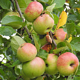 Яблоня Свежесть