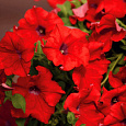 Петуния ампельная Опера Красная